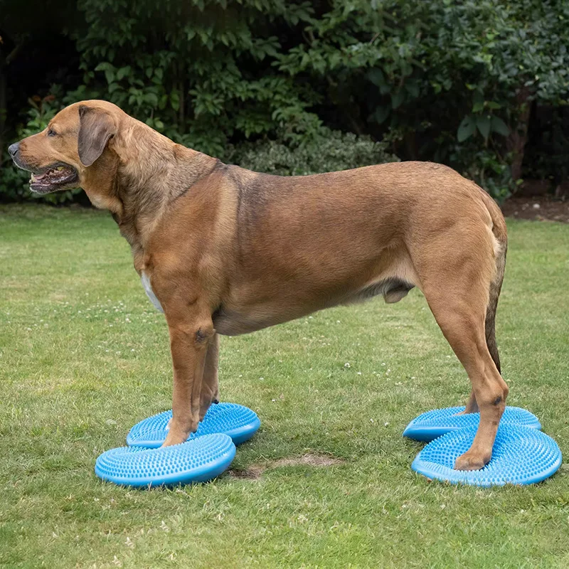 Produk mainan latihan rehabili - Flying Disc Dog Training Toy ulasan dan harga