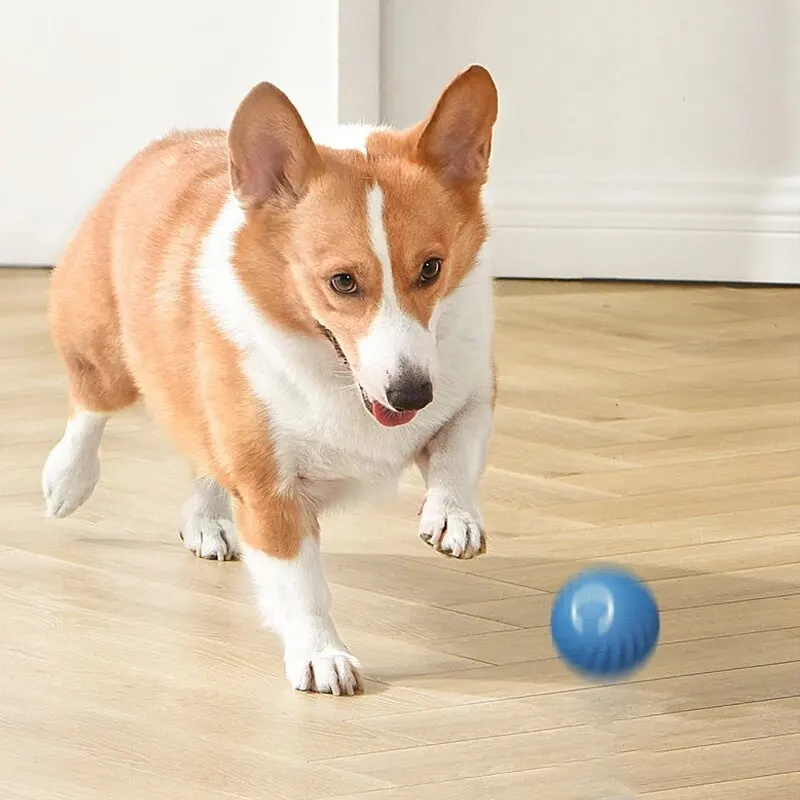 Bola Mainan Elektrik Interakti - Automatic Moving Dog Ball ulasan dan harga