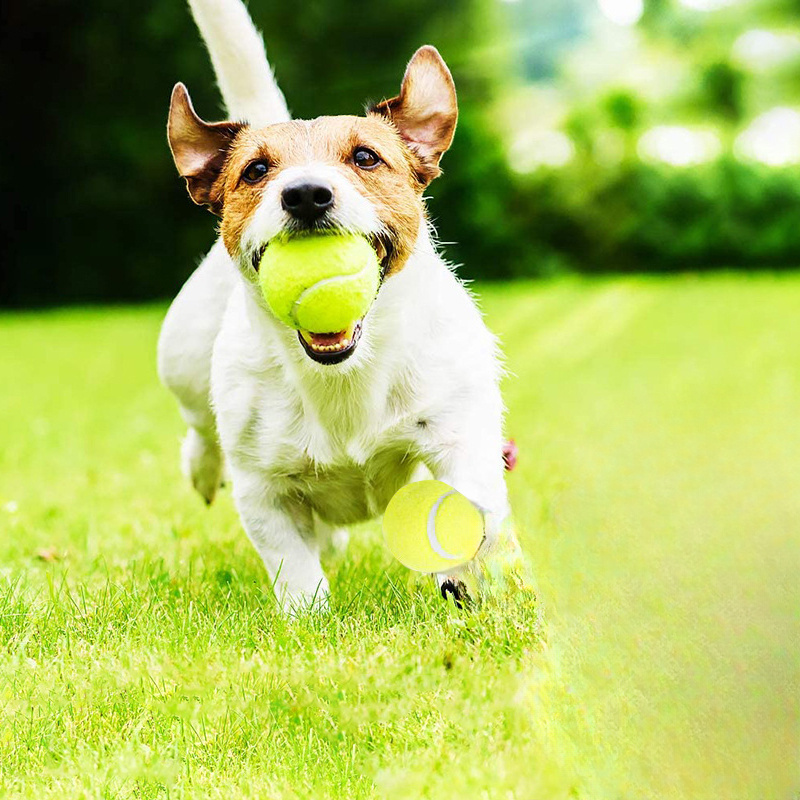 Mainan Kunyah Anjing Karet Ber - Interactive Squeaky Plush Dog Toy ulasan dan harga